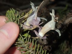 Spotted poverty bush (Eremophila abietina)