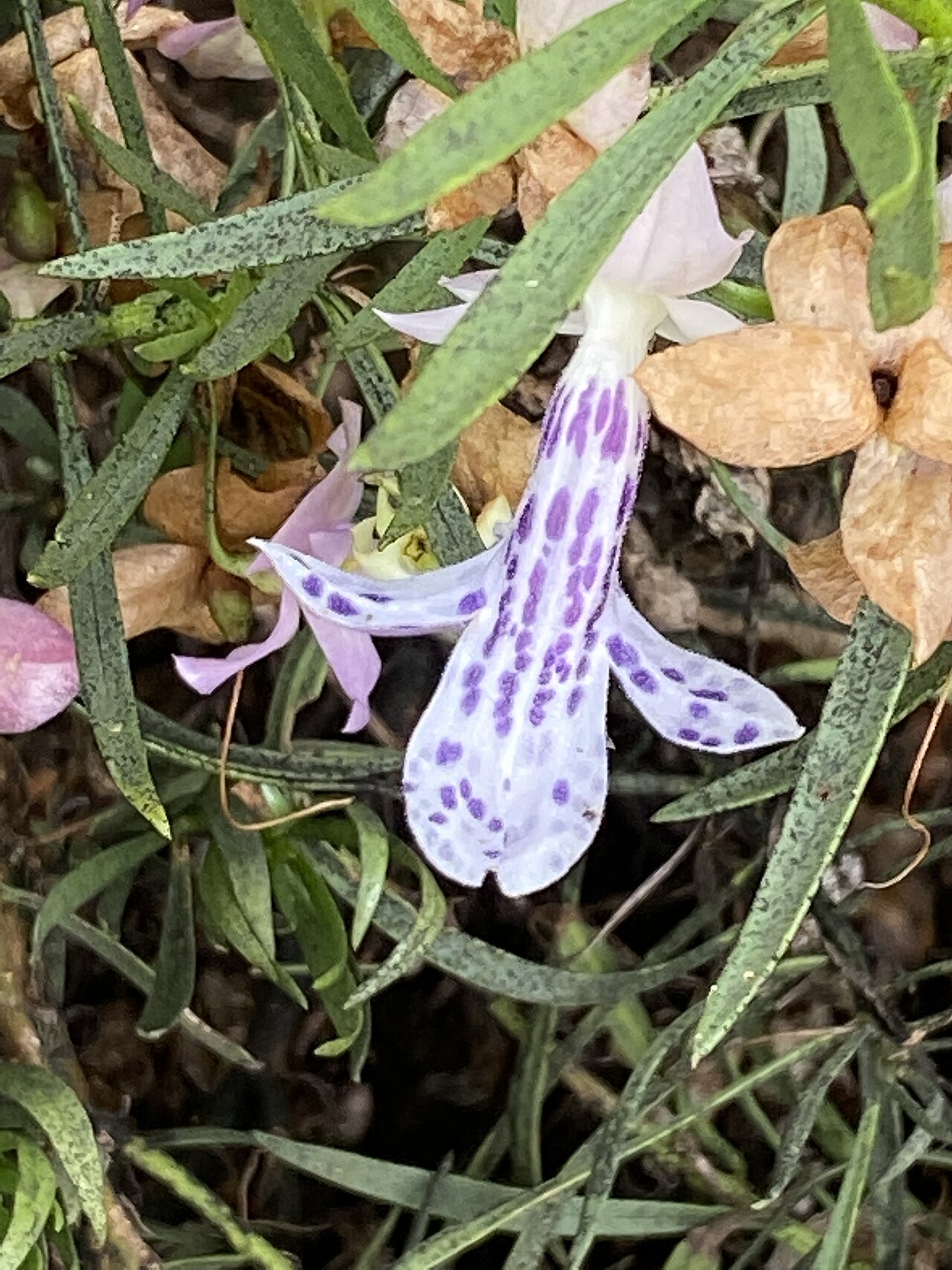 Spotted poverty bush: Eremophila abietina cultivated plant growing in the Australian Botanic Garden