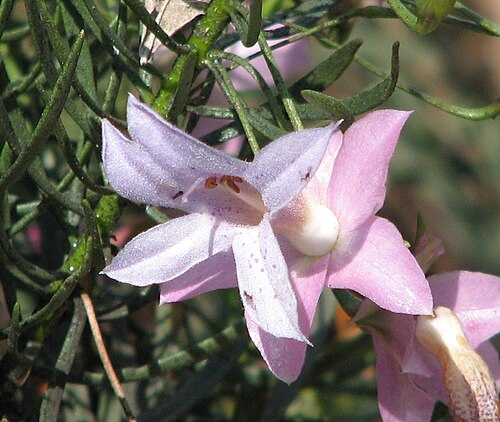 Spotted poverty bush: Eremophila abietina (cultivated) Burnley Gardens, Burnley, Victoria, Australia