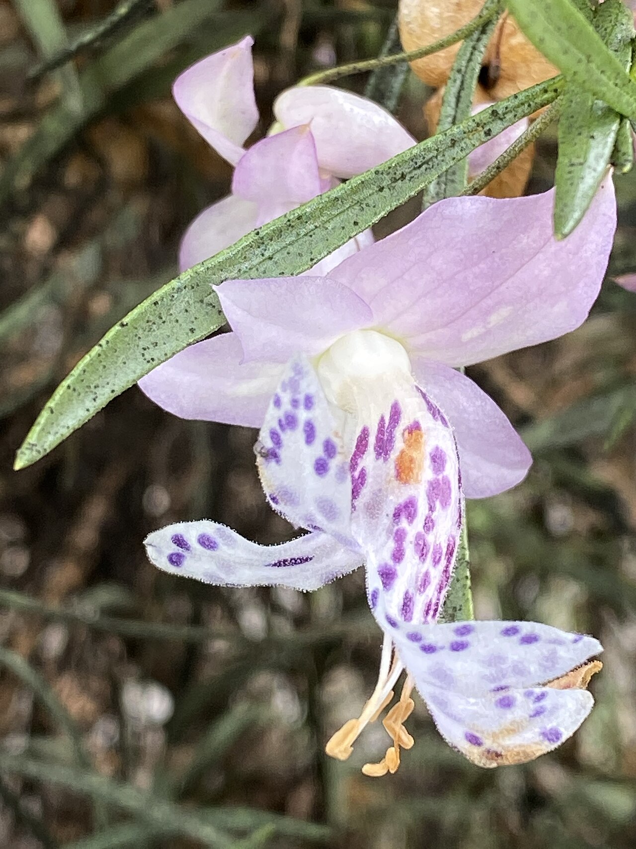Spotted poverty bush: Eremophila abietina cultivated plant growing in the Australian Botanic Garden