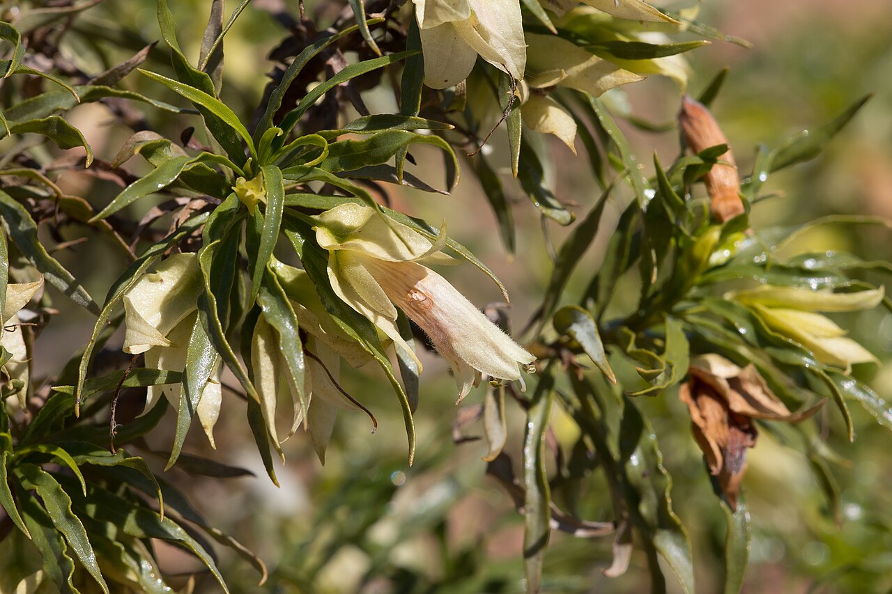 Eremophila alatisepala: Eremophila alatisepala near Winton, Queensland