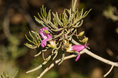Narrow-leaved poverty bush (Eremophila alternifolia)