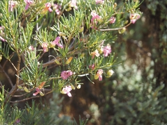 Narrow-leaved poverty bush (Eremophila alternifolia)
