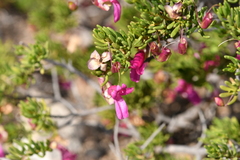 Narrow-leaved poverty bush (Eremophila alternifolia)