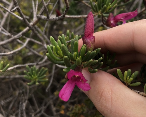 Narrow-leaved poverty bush (Eremophila alternifolia)