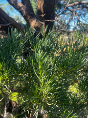Narrow-leaved poverty bush (Eremophila alternifolia)