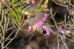 Narrow-leaved poverty bush (Eremophila alternifolia)