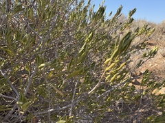 Narrow-leaved poverty bush (Eremophila alternifolia)