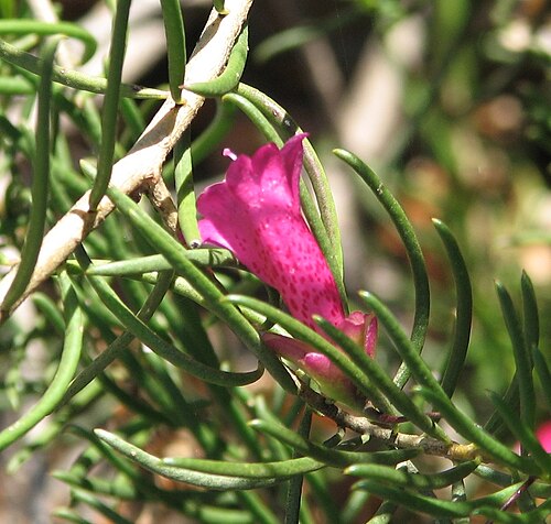 Narrow-leaved poverty bush: Eremophila alternifolia , Geelong Botanic Gardens, Victoria, Australia