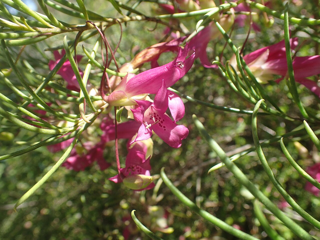 Narrow-leaved poverty bush: Eremophila alternifolia foliage and flowers in the Australian National Botanic Gardens