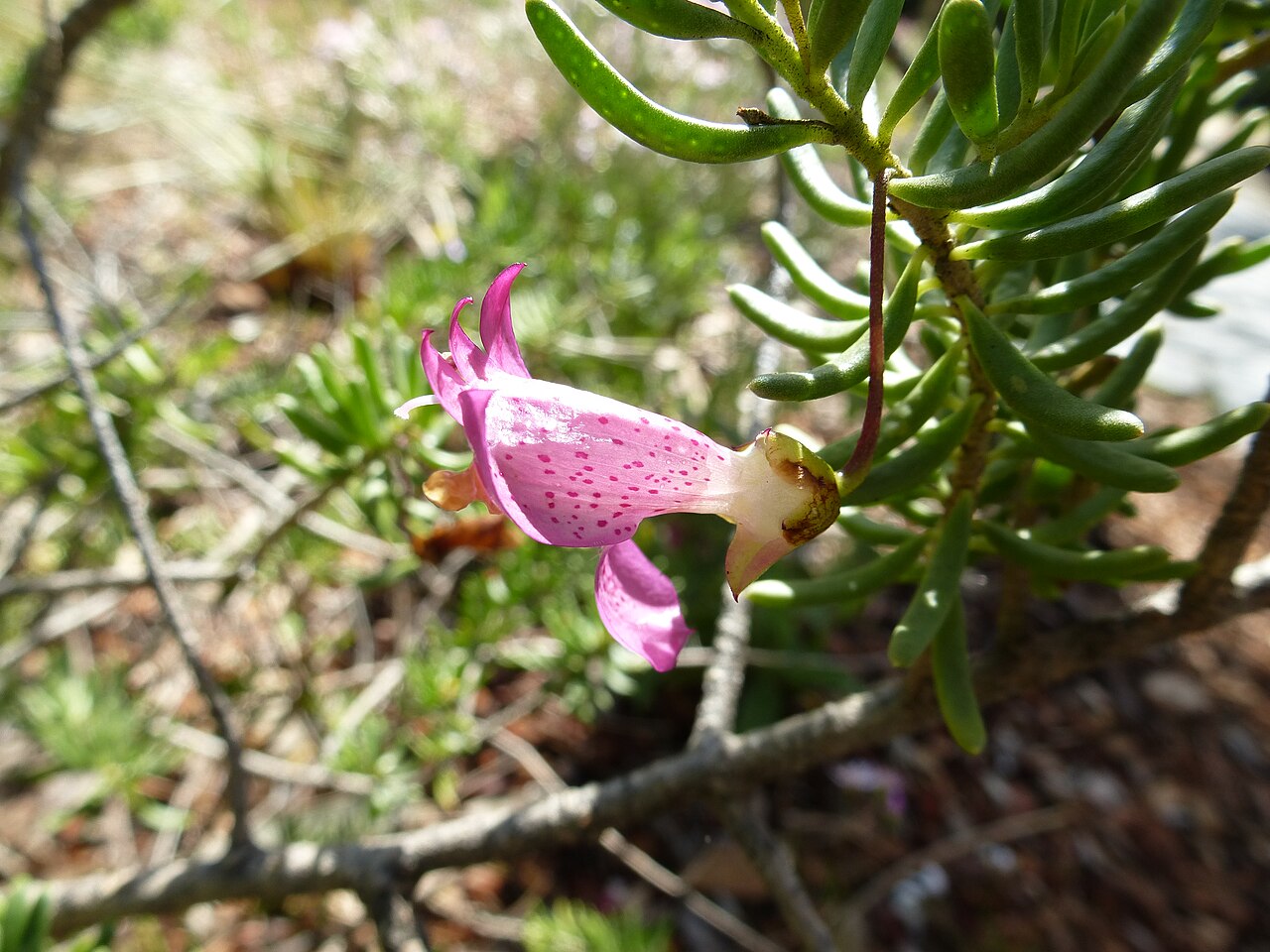 Narrow-leaved poverty bush: Eremophila alternifolia foliage and flowers in Kings Park