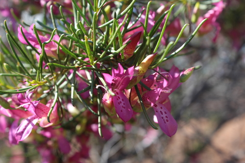 Narrow-leaved poverty bush (Eremophila alternifolia)