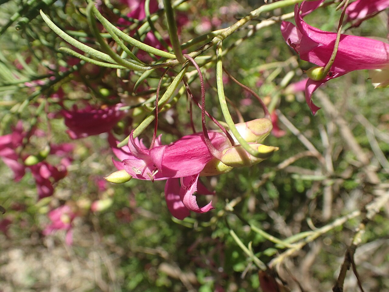 Narrow-leaved poverty bush: Eremophila alternifolia foliage and flowers in the Australian National Botanic Gardens
