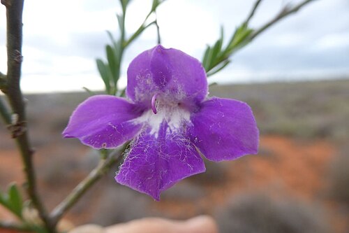 Connie Sue poverty bush: Eremophila attenuata