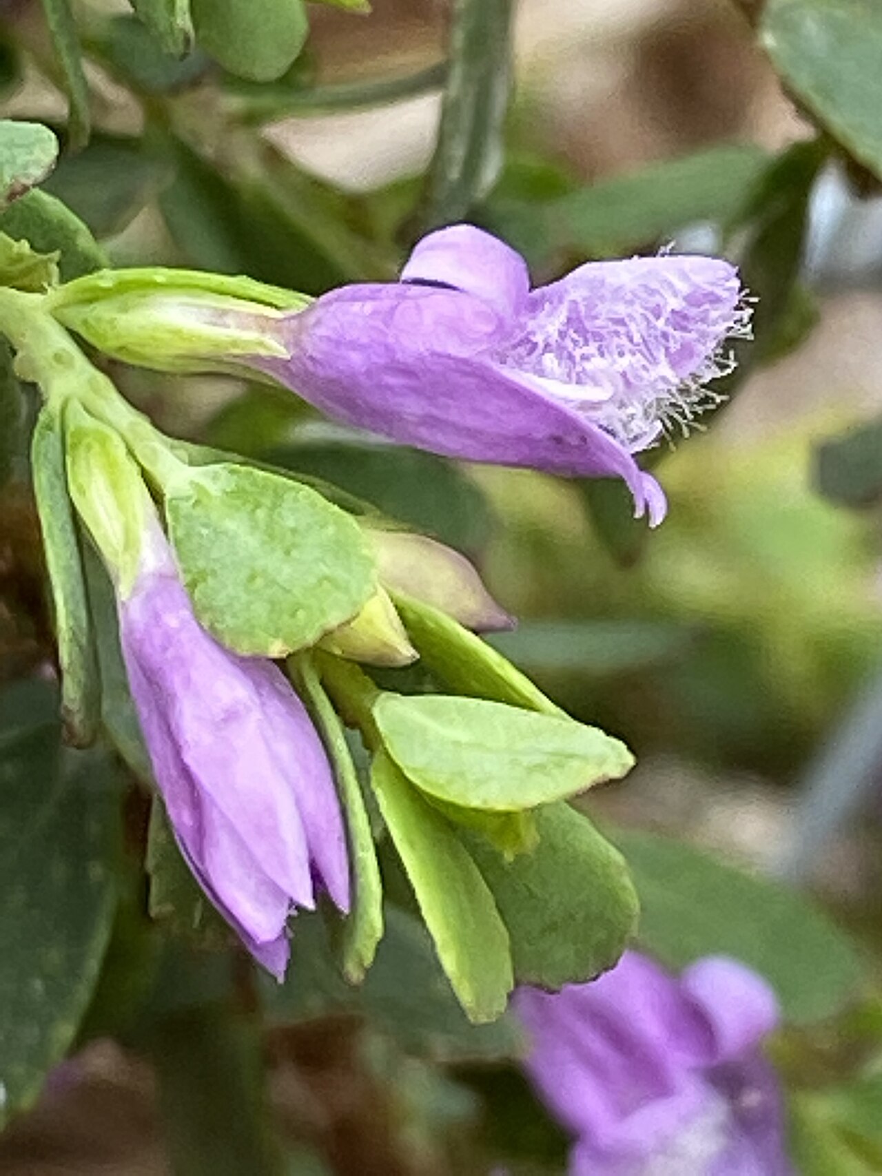 Eremophila barbata: Eremophila barbata cultivated plant growing in the Australian Botanic Garden