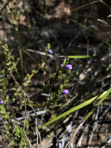 Eremophila barbata (Eremophila barbata)