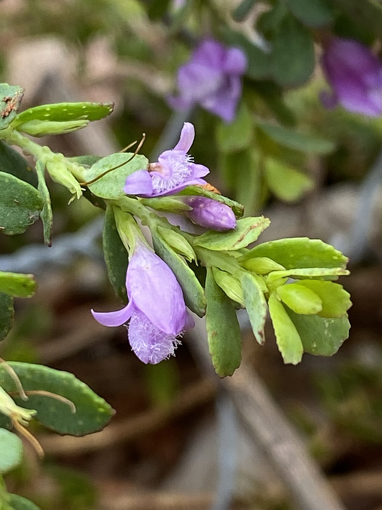 Eremophila barbata: Eremophila barbata cultivated plant growing in the Australian Botanic Garden