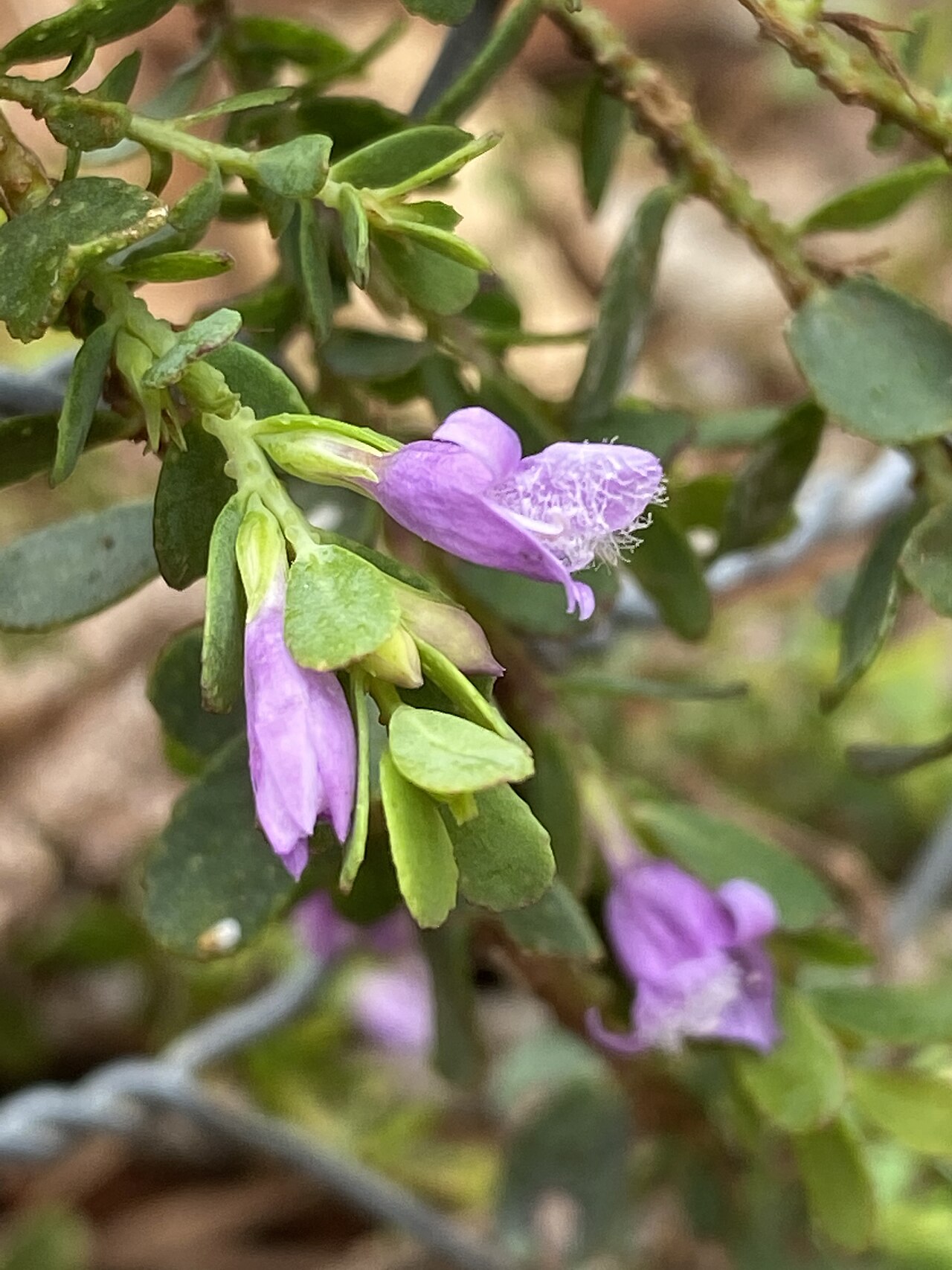 Eremophila barbata: Eremophila barbata cultivated plant growing in the Australian Botanic Garden