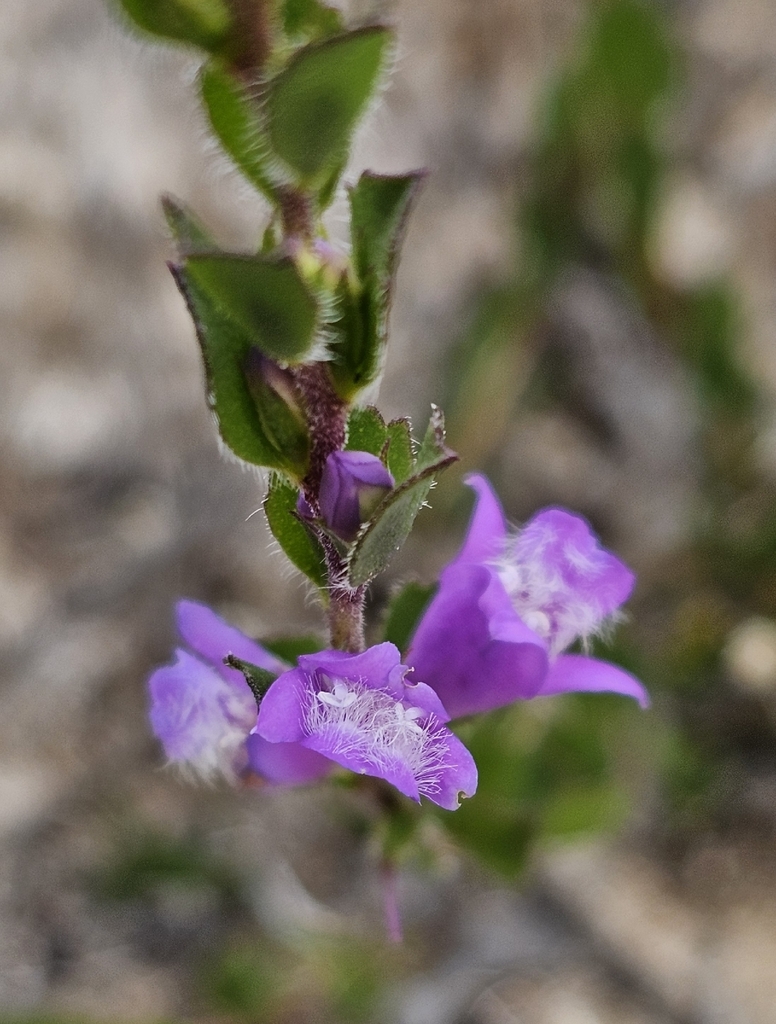 Eremophila behriana (Eremophila behriana)