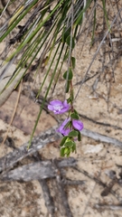 Eremophila behriana (Eremophila behriana)