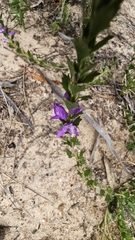 Eremophila behriana (Eremophila behriana)