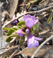 Eremophila behriana (Eremophila behriana)