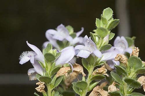 Eremophila behriana: Eremophila behriana