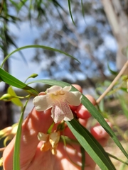 Eremophila bignoniiflora (Eremophila bignoniiflora)