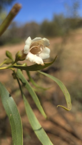 Eremophila bignoniiflora (Eremophila bignoniiflora)