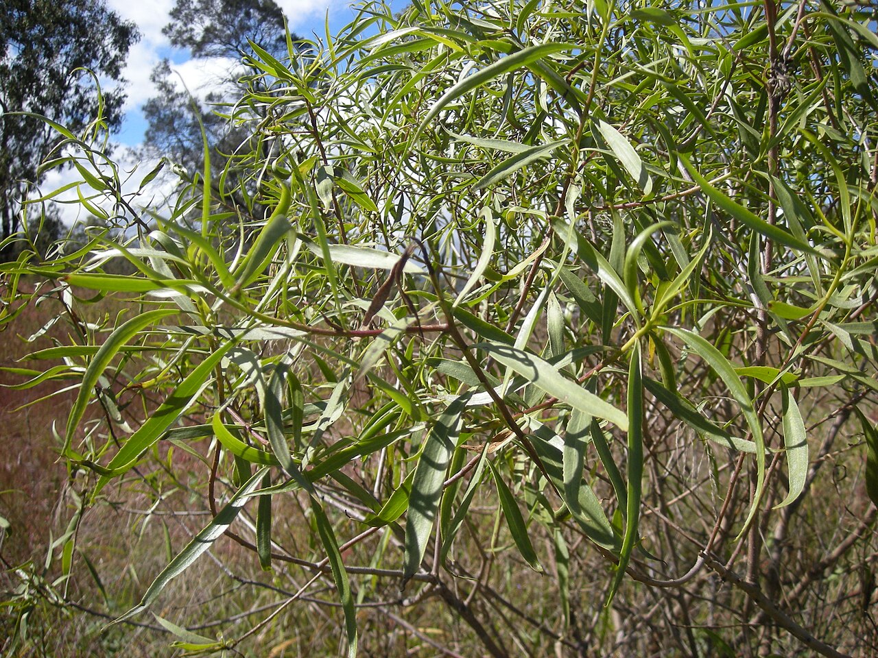 Eremophila bignoniiflora: Eremophila bignoniiflora leaves, softwood scrub, coastal Central Queensland