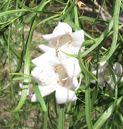 Eremophila bignoniiflora: Eremophila bignoniiflora (cultivated, unlabelled) Clayton, Victoria, Australia