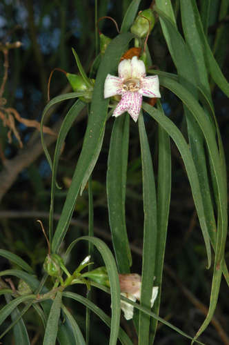 Eremophila bignoniiflora (Eremophila bignoniiflora)