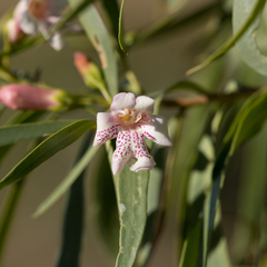 Eremophila bignoniiflora (Eremophila bignoniiflora)