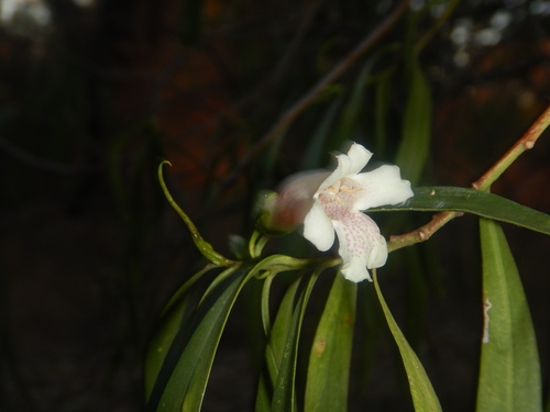 Eremophila bignoniiflora (Eremophila bignoniiflora)