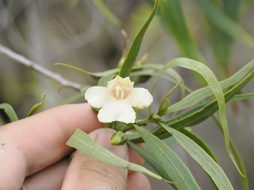 Eremophila bignoniiflora (Eremophila bignoniiflora)