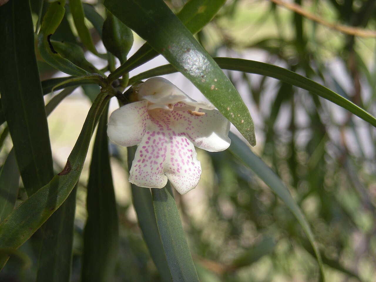 Eremophila bignoniiflora: Eremophila bignoniiflora flower, softwood scrub, coastal Central Queensland