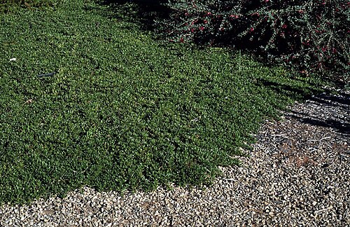Eremophila biserrata: Eremophila biserrata habit