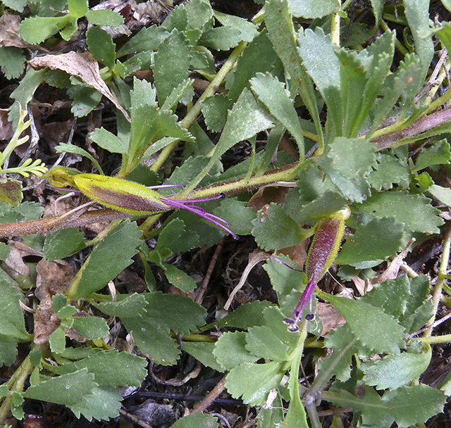 Eremophila biserrata: Eremophila biserrata in the Scotia Sanctuary