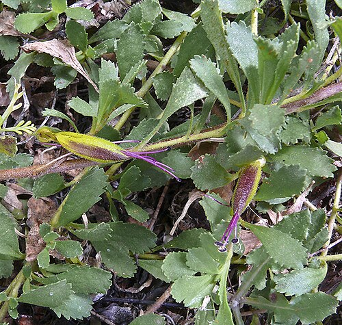 Eremophila biserrata: Eremophila biserrata in the Scotia Sanctuary