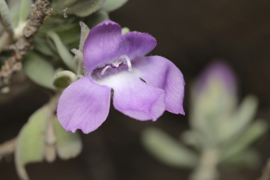 Bowman's poverty bush (Eremophila bowmanii)
