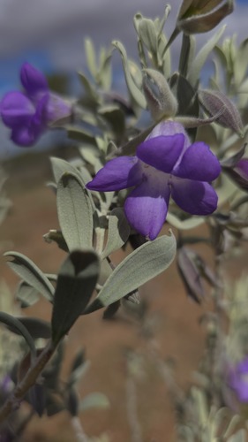Bowman's poverty bush (Eremophila bowmanii)