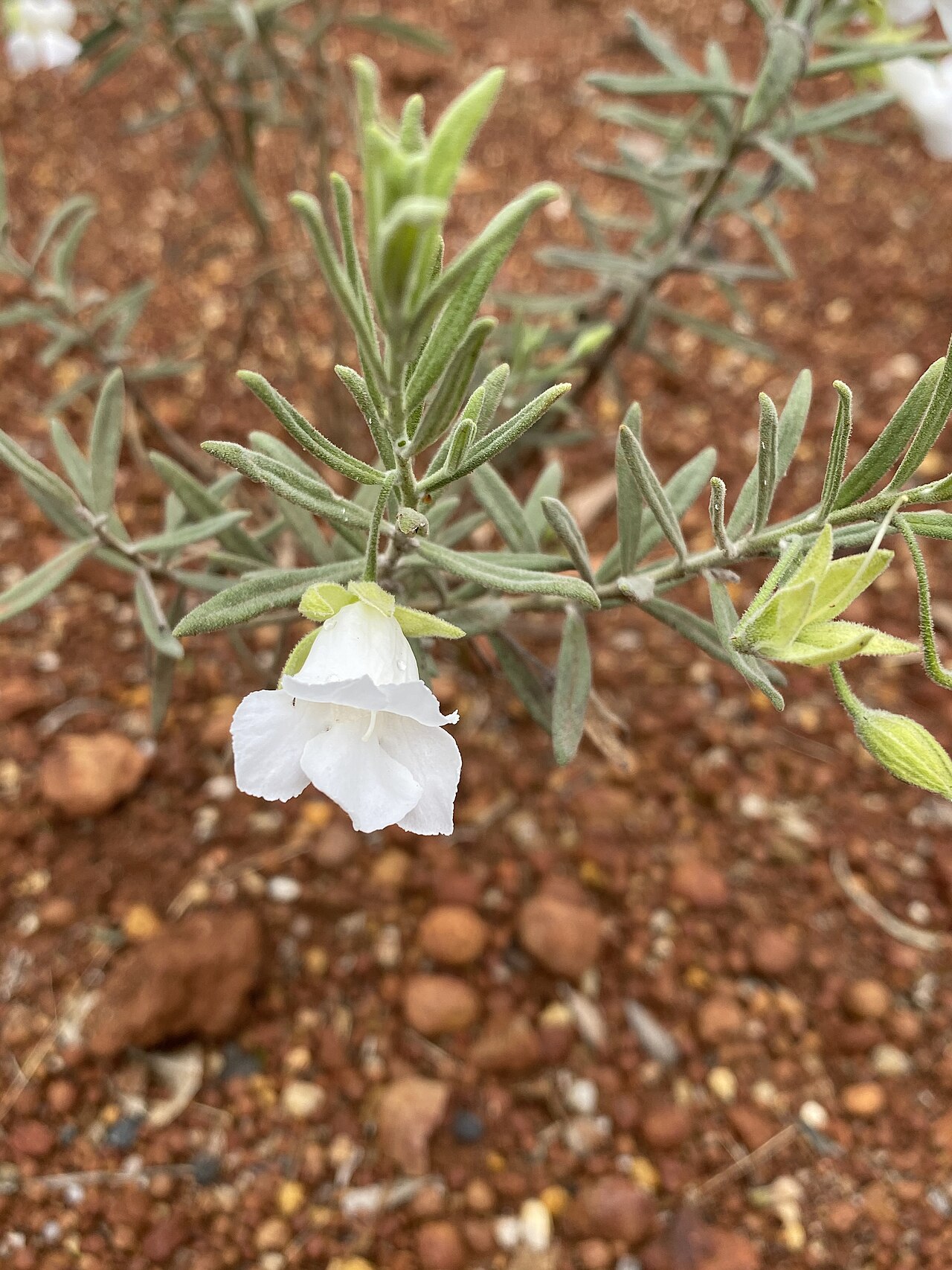 Bowman's poverty bush: Eremophila bowmanii subspecies bowmanii in the Australian Botanic Garden, Mount Annan