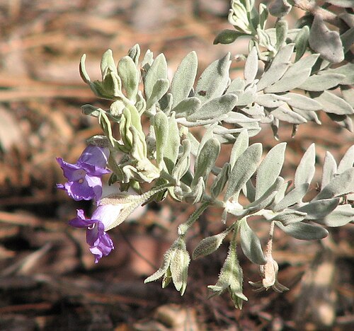 Bowman's poverty bush: Eremophila bowmanii , Royal Botanic Gardens, Melbourne
