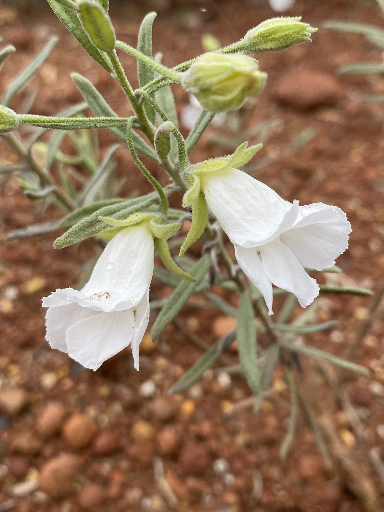Bowman's poverty bush: Eremophila bowmanii subspecies bowmanii white form in the Australian Botanic Garden, Mount Annan