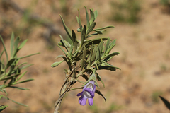 Bowman's poverty bush (Eremophila bowmanii)