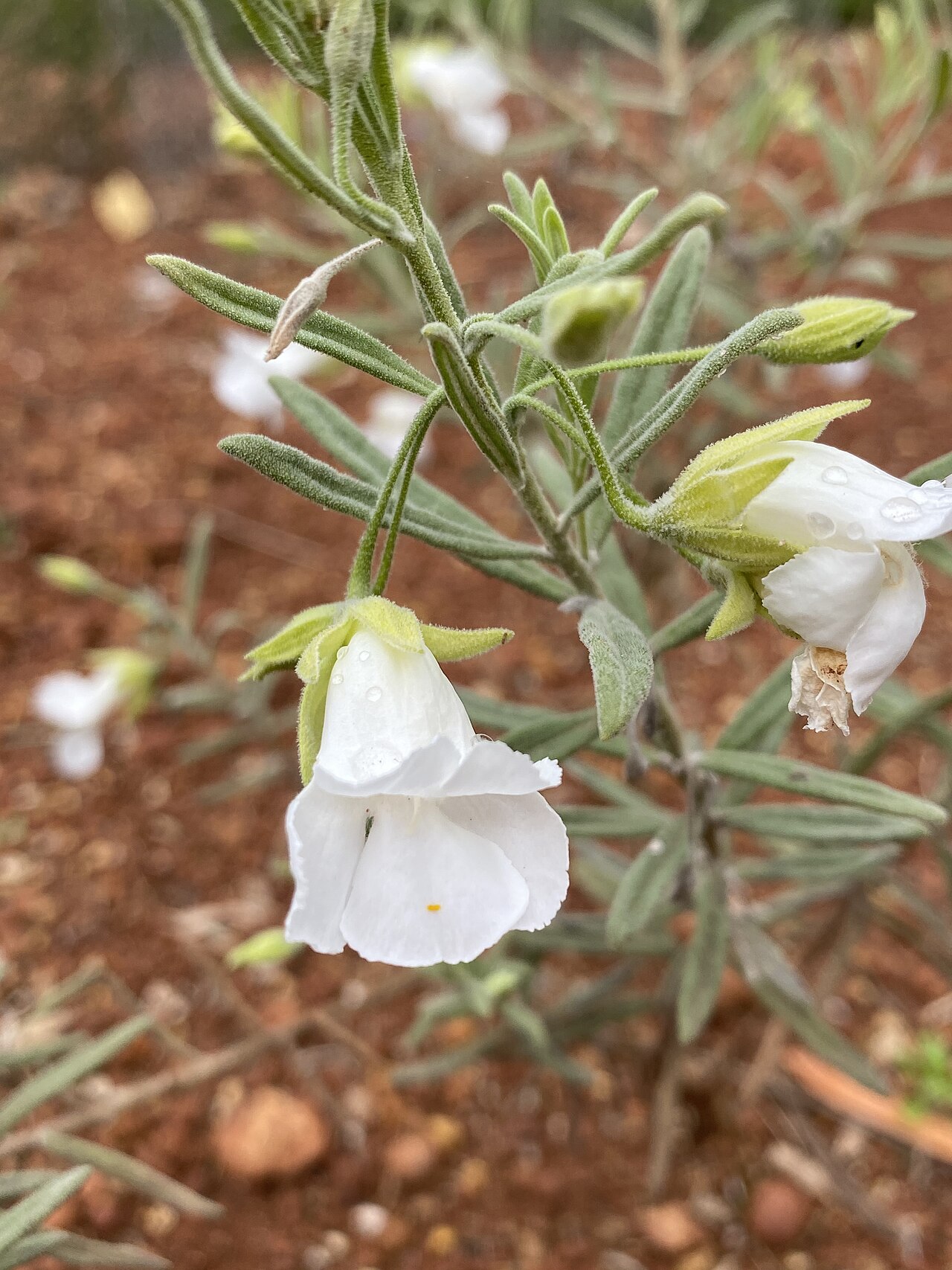 Bowman's poverty bush: Eremophila bowmanii subspecies bowmanii in the Australian Botanic Garden, Mount Annan