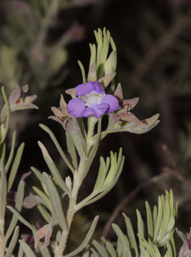 Bowman's poverty bush (Eremophila bowmanii)