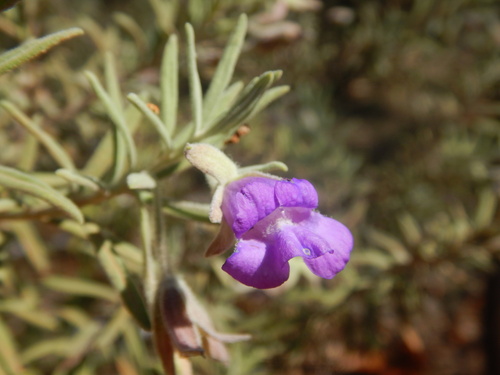 Bowman's poverty bush (Eremophila bowmanii)