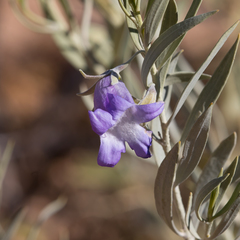 Bowman's poverty bush (Eremophila bowmanii)