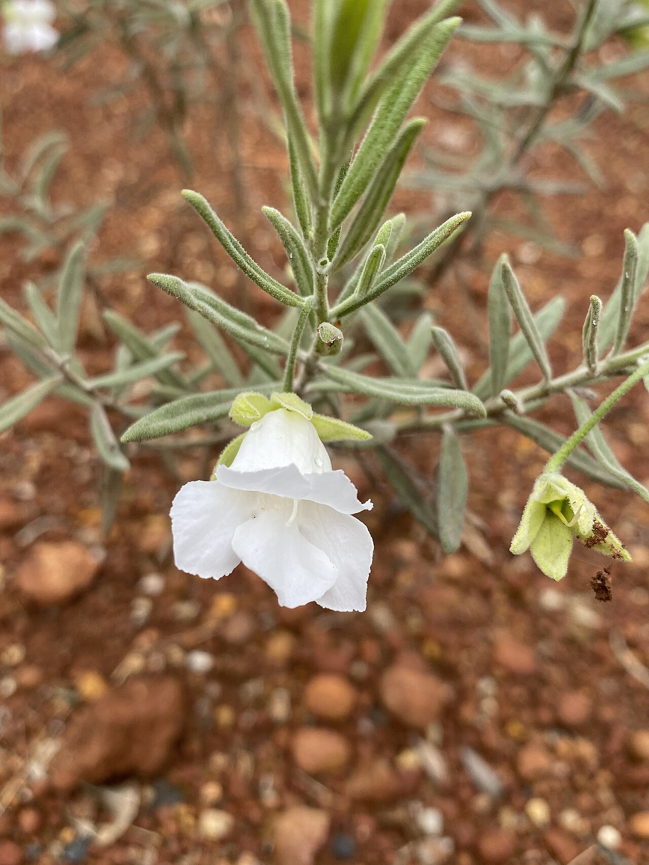 Bowman's poverty bush: Eremophila bowmanii subspecies bowmanii white form in the Australian National Botanic Garden, Mount Annan